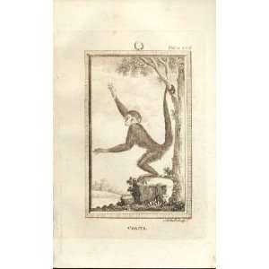  Coaita 1812 Buffon Natural History Pl 402 Antique Print 