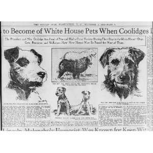  White House pets,Coolidge, 1928,dogs,found home: Home 