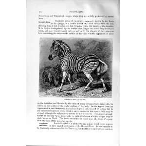  BURCHELL ZEBRA WILD ANIMAL NATURAL HISTORY 1894: Home 