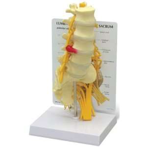 Piece Vertebrae Spine Column w/ Sacrum Model #1700  