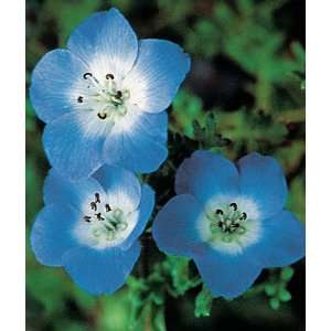  Nemophila, Baby Blue Eyes 1 Pkt. (100 seeds): Patio, Lawn 