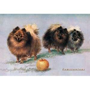   of Mrs. Hall Walkers Champion Pomeranians   04391 1