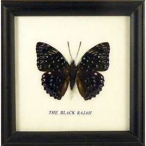  Real Mounted Butterfly   The Black Rajah in a 5x5 inch 
