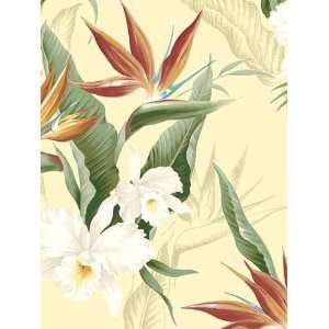  Wallpaper Warner Quintessential White Orchid Qt19335