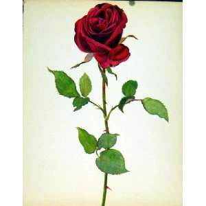  Crimson King Beautiful Roses By J Kaplicka C1965 Print 