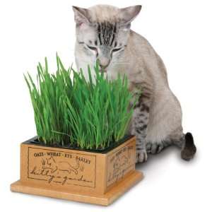  Smart Cat 3844 Kittys Garden   Case of 4: Pet Supplies