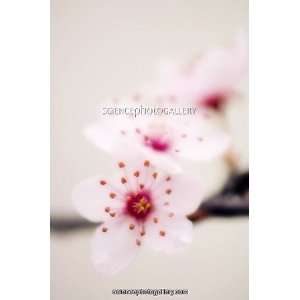  Cherry plum blossom (Prunus cerasifera) Photographic 