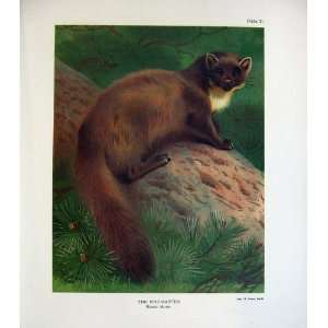   Thorburn Pine Martin Mustela Martes Mammals Colour