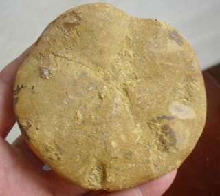 NATURAL CUTE BIG Starfish Asteroid FOSSIL SPECIMEN ,Morocco.