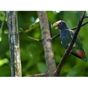  White Crowned Parrot, Parrot Perched on Branch with Beak 
