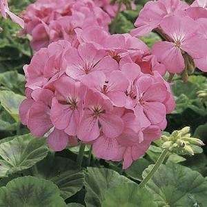 Geranium Zonal Orbit Series Pink Seeds  