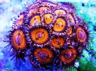 Live Coral ~ DREEF ARMAGEDDON PALY ZOA ZOANTHIDS 1 POLYP FRAG  
