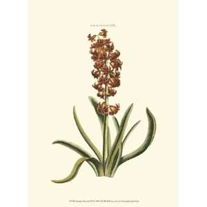    Antique Hyacinth VII   Poster by Trew (9.5x13)