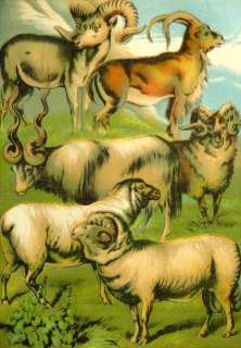 Orig 1880 Johnsons Natural History Plate 50 Sheep  