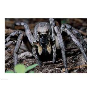  Close up of a Carolina Wolf Spider Poster (24.00 x 18.00 