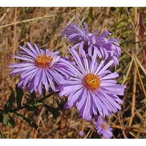  New England Aster   100 Seeds Patio, Lawn & Garden