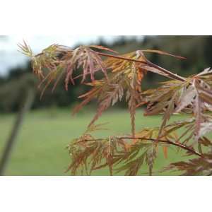  Acer Palmatum Brocade   Japanese Maple Tree   Pot Size #1 