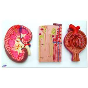 3B Scientific K11 Kidney Section, Nephrons, Blood Vessels and Renal 