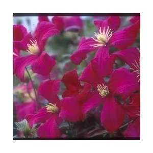  Clematis   Mme. Julia Correvon Perennial Flower Patio 