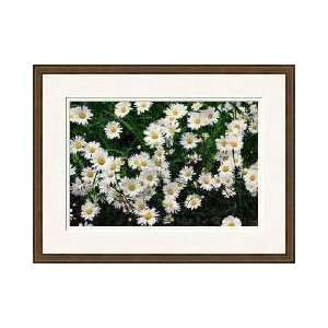 White Daisies Cape Cod Massachusetts Framed Giclee Print