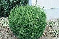 Buxus sempervirens WINTER BEAUTY BOXWOOD 1 Plant  