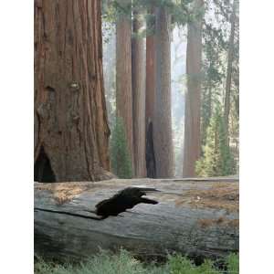 Giant Sequoia Tree, Sequoia National Park, California, United States 