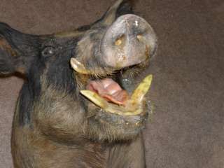 Tennessee Wild Boar Javelina Razorback Hog Pig Warthog Wall Mount 