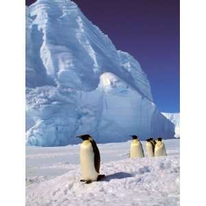  Emperor Penguins, Cape Darnley, Australian Antarctic 