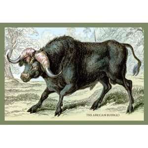   By Buyenlarge The African Buffalo 24x36 Giclee