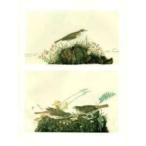    Original Audubon W/C Water Pipit, Fox Sparrow
