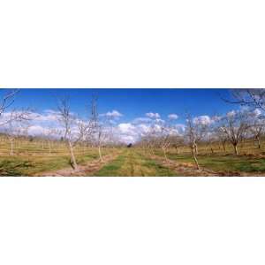 Walnut Orchard, Central Valley, California, USA by Panoramic Images 