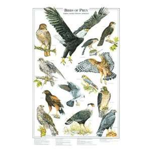 23x35) Birds of Prey I Hawk Eagle and Falcon Identification Chart 