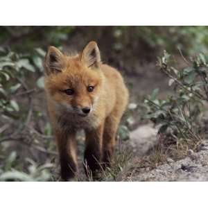  Red Fox Pup (Vulpes Fulva), Brooks Range, Alaska, United 