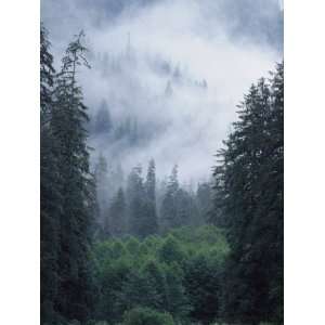 Fog Covers a Mountain Forest of Evergreens Photographic 