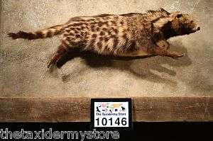10146 African Civet Cat Life Size Taxidermy Mount GenetCaracal 