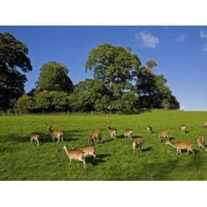  Fallow Deer in the Demesne, Doneraile Court, County Cork 