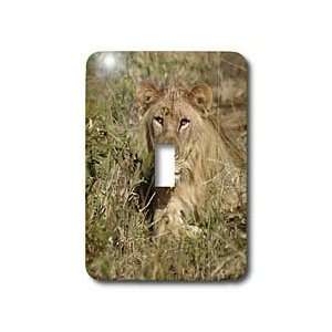  Angelique Cajam Big Cat Safari   Lion in the grass waking 