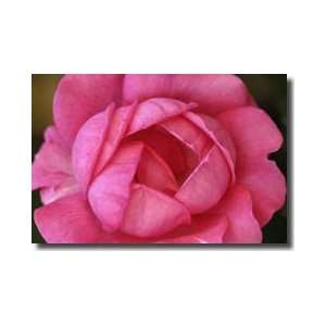  Pink Rose Viens Provence France Giclee Print