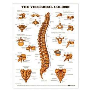 Vertebral Column Anatomical Chart Unmounted 9850PU  