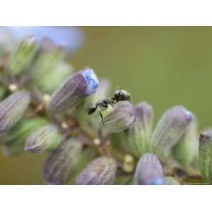  Ant Crawls on Blue Sage Flowers at Spring Creek Prairie 
