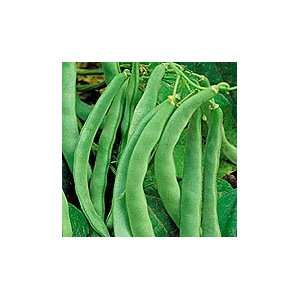   Michigan Pea) Phaseolus Vulgaris Vegetable Seeds Patio, Lawn & Garden