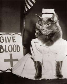 Cat Nurse Give Blood/ Blood drive Grey cat/feline/kitte  