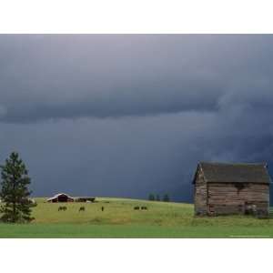  Ominous Clouds Gather over Horses Grazing on a Flathead 
