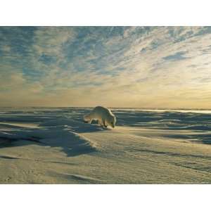  Arctic Fox Travels Across the Sea Ice Premium Photographic 