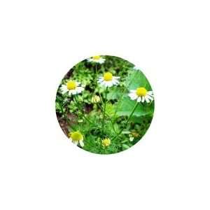 Chamomile Roman Harmonia Essential Oil