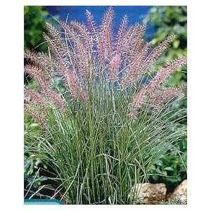  GRASS FOUNTAIN KARLY ROSE / 1 gallon Potted: Patio, Lawn 