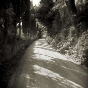 Lane Lined by Trees with Sunlight Filtering Through, Lucignano DAsso 