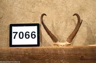 7066 Antelope Horns Taxidermy Mount Pronghorn Antler  