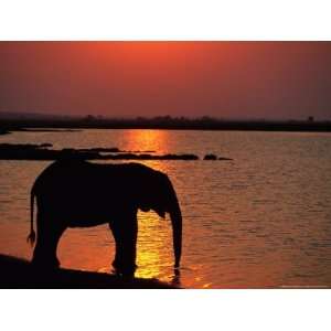  Silhouetted African Elephant Drinking Water National 