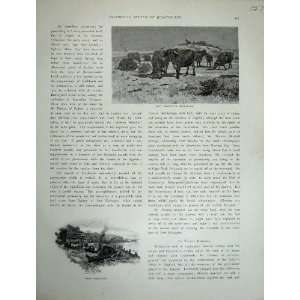  1886 Port Essington Buffaloes Australia Boat Men Print